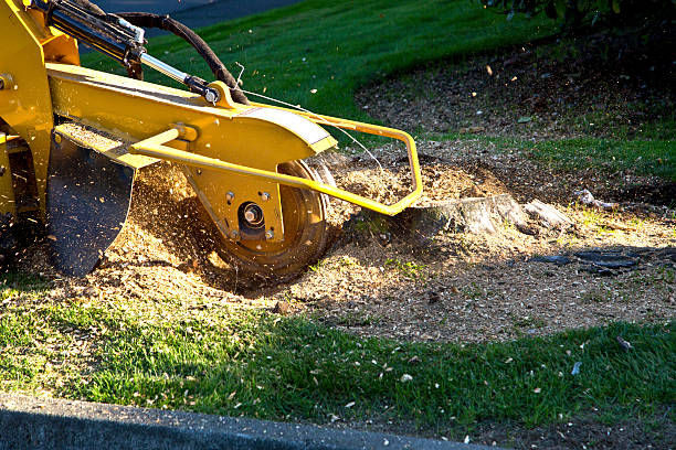 Tree Service Company in Troy, NC